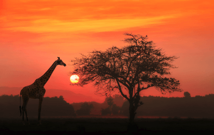 African Giraffe at Sunrise